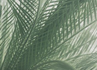 השירותים הנרחבים של משתלה בכפר סבא הירוקה